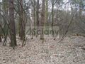 Działka budowlana 1,20&nbsp;ha, Sękocin-Las - zdjęcie 4