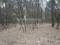 Działka budowlana 1,20&nbsp;ha, Sękocin-Las - zdjęcie 5