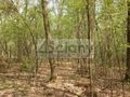 Działka budowlana 1,20&nbsp;ha, Sękocin-Las - zdjęcie 2