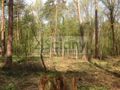 Działka budowlana 1,20&nbsp;ha, Sękocin-Las - zdjęcie 1