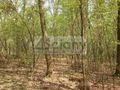 Działka budowlana 4630&nbsp;m², Sękocin-Las - zdjęcie 2