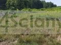 Działka budowlana 9,14 ha, Władysławów - zdjęcie 1