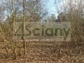 Działka budowlana 1697&nbsp;m², Ojrzanów - zdjęcie 5