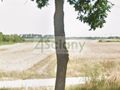 Działka budowlana 13,50 ha, Święcice - zdjęcie 1