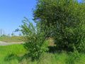 Działka inwestycyjna 1,27&nbsp;ha, Gdańsk, Miałki Szlak - zdjęcie 3