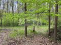 Działka budowlana 2761 m², Podkowa Leśna - zdjęcie 2