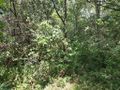 Działka budowlana 1,47 ha, Rościsławice - zdjęcie 6