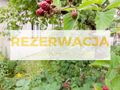 Legionowo - Ludwisin - zdjęcie 6