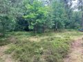 Sprzedam działkę leśną Chłapowo pod kamping - zdjęcie 4