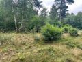 Sprzedam działkę leśną Chłapowo pod kamping - zdjęcie 6
