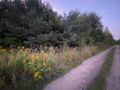 Działka inwestycyjna 1359 m², Borowa - zdjęcie 3