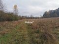 Działka rolna 840 m², Studzianki, Polonijna - zdjęcie 3
