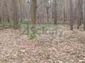 Działka budowlana 2103&nbsp;m², Sękocin-Las - zdjęcie 2