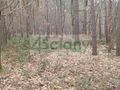 Działka budowlana 2103&nbsp;m², Sękocin-Las - zdjęcie 1