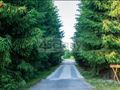 Działka inwestycyjna 5000 m², Pieńki Zarębskie - zdjęcie 1