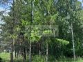 Działka budowlana 1520&nbsp;m², Stara Wieś - zdjęcie 4