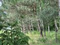Działka budowlana 1520&nbsp;m², Stara Wieś - zdjęcie 1
