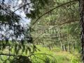 Działka budowlana 1520&nbsp;m², Stara Wieś - zdjęcie 2