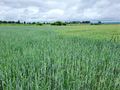 Działka budowlana 9,50&nbsp;ha, Elbląg, xxx - zdjęcie 1