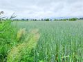 Działka budowlana 9,50&nbsp;ha, Elbląg, xxx - zdjęcie 2
