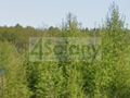 Działka budowlana 913&nbsp;m², Chmielewo - zdjęcie 1