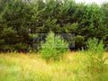 Działka budowlana 2224 m², Łępice - zdjęcie 5