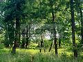 Działka budowlana 2065 m², Grodzisk Mazowiecki - zdjęcie 2