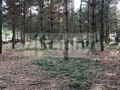 Działka budowlana 3400&nbsp;m², Mieszkowo - zdjęcie 3