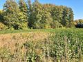 Działka budowlana 3287 m², Raków - zdjęcie 6