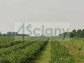 Działka rolna 3016 m², Stary Łajszczew - zdjęcie 2