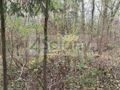 Działka rekreacyjna 3000&nbsp;m², Ojrzanów - zdjęcie 1