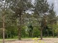 Działka budowlana 3155 m², Marynin - zdjęcie 4
