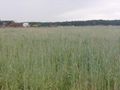 Działka inwestycyjna 9145&nbsp;m², Suszec, Woszczycka - zdjęcie 6