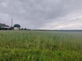 Działka inwestycyjna 9145&nbsp;m², Suszec, Woszczycka - zdjęcie 5