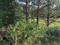 Działka inwestycyjna 5,46&nbsp;ha, Mysłowice, 11 listopada - zdjęcie 2