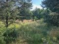 Działka inwestycyjna 5,46&nbsp;ha, Mysłowice, 11 listopada - zdjęcie 3