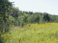 Działka inwestycyjna 15,77&nbsp;ha, Zabrze, Lubuska - zdjęcie 2