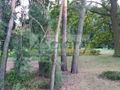 Działka budowlana 2355&nbsp;m², Milanówek - zdjęcie 1