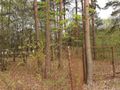 Działka rekreacyjna 1011 m², Cyprianów - zdjęcie 2