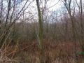 Działka inwestycyjna 6,05 ha, Wojkowice, Karłowicza - zdjęcie 2