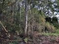 Działka inwestycyjna 3589 m², Świerklany, Świerklańska - zdjęcie 1