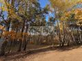 Działka budowlana 4000 m², Marynin - zdjęcie 6