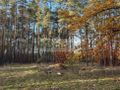 Działka budowlana 4000 m², Marynin - zdjęcie 1
