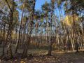 Działka budowlana 4000 m², Marynin - zdjęcie 2