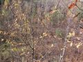 Działka inwestycyjna 4,04&nbsp;ha, Będzin, Graniczna - zdjęcie 2