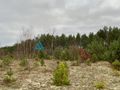 6237m- Pod zabudowę wielorodzinną -Czersk - zdjęcie 2