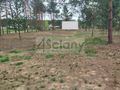 Działka budowlana 800 m², Góra Kalwaria - zdjęcie 2