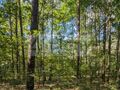 Działka budowlana 3500 m², Władysławów - zdjęcie 2