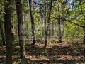 Działka budowlana 3500 m², Władysławów - zdjęcie 3