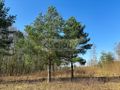 Działka budowlana 1,10 ha, Ojrzanów - zdjęcie 5